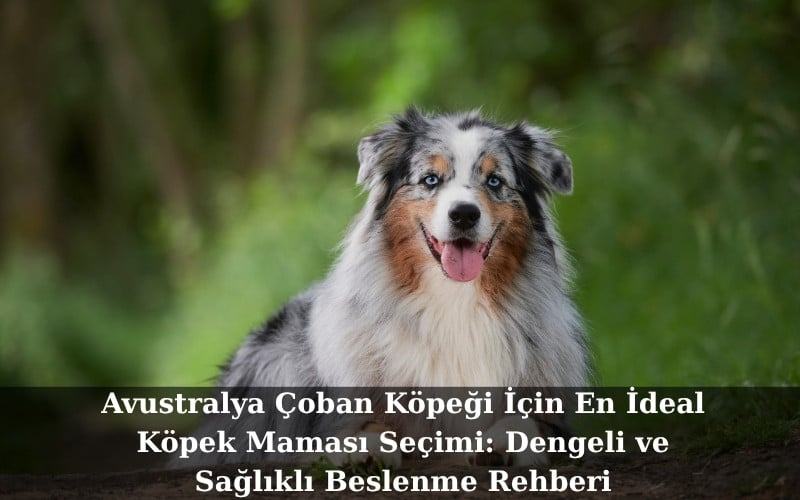 Avustralya Çoban Köpeği İçin En İdeal Köpek Maması Seçimi: Dengeli ve Sağlıklı Beslenme Rehberi