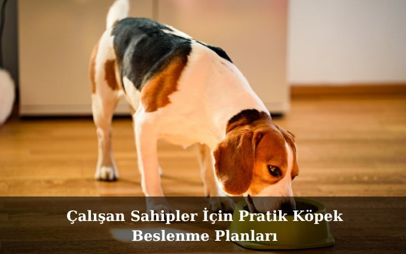 canivo pets, canivo, pet shop, köpek maması, çalışan sahipler için köpek beslenmesi, pratik köpek beslenme planı, köpek maması porsiyon ayarı, köpek maması zamanlama, büyük ırklar için köpek maması, çoban köpeği köpek maması, otomatik mama kabı, köpek maması saklama yöntemleri, köpek beslenme ipuçları, sağlıklı köpek maması önerileri, kaliteli köpek maması markaları