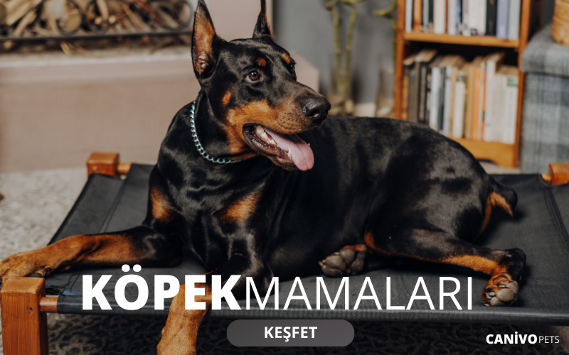 Dış Mekanda Yaşayan Köpekler İçin Mama Seçimi Nasıl Olmalı?