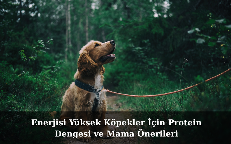 Enerjisi Yüksek Köpekler İçin Protein Dengesi ve Mama Önerileri