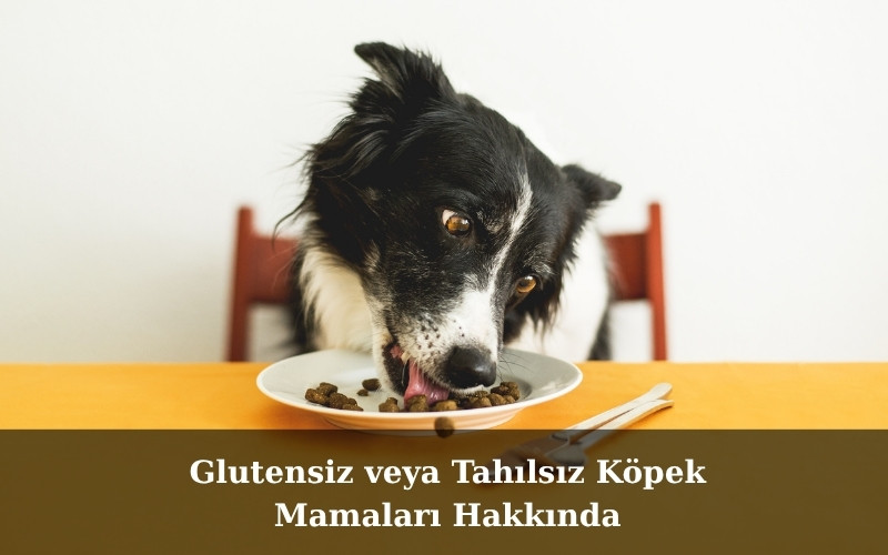 canivo pets, canivo, pet shop, köpek maması, glutensiz köpek maması, tahılsız köpek maması, hassas sindirim köpek maması, alerjik köpekler için mama, büyük ırklar için köpek maması, çoban köpeği köpek maması, sağlıklı köpek maması önerileri, kaliteli köpek maması markaları, köpek beslenme ipuçları, köpek maması seçimi, sindirimi kolay köpek maması