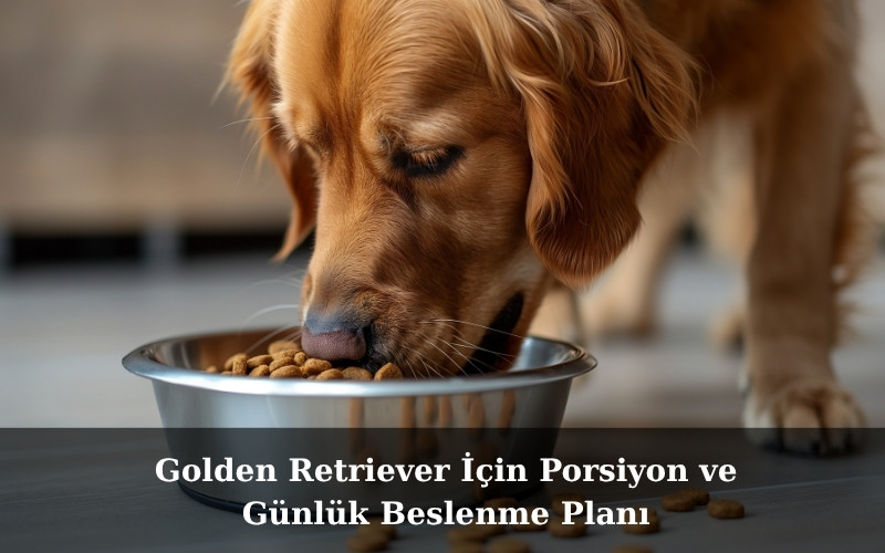 Golden Retriever İçin Porsiyon ve Günlük Beslenme Planı