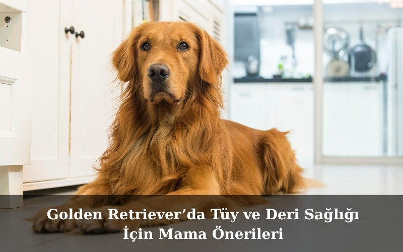 Golden Retriever’da Tüy ve Deri Sağlığı İçin Mama Önerileri
