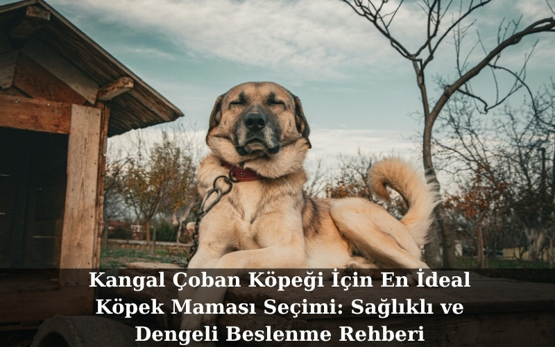 Kangal Çoban Köpeği İçin En İdeal Köpek Maması Seçimi: Sağlıklı ve Dengeli Beslenme Rehberi