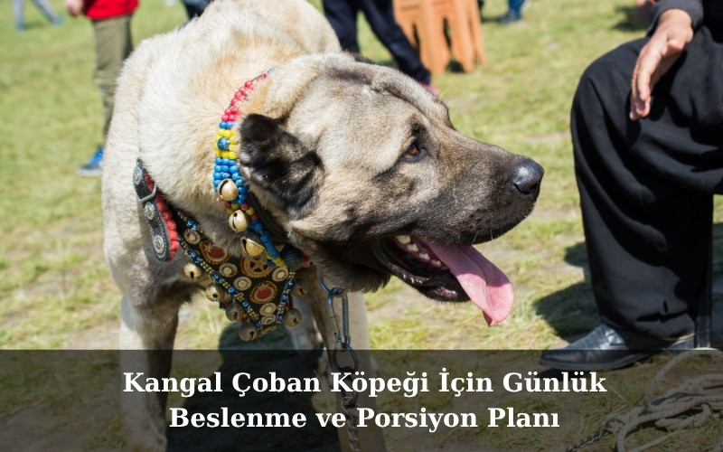 Kangal Çoban Köpeği İçin Günlük Beslenme ve Porsiyon Planı
