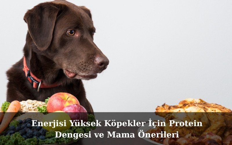 Köpeğinizin Kilosunu Korumanın En Lezzetli Yolu: Doğru Mama Seçimi