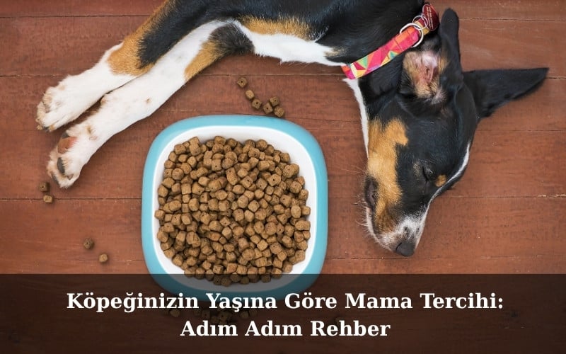 canivo pets, canivo, pet shop, köpek maması, yavru köpek maması, yetişkin köpek maması, yaşlı köpek maması, köpeklerde yaşa göre beslenme, köpek maması seçimi, büyük ırklar için köpek maması, çoban köpeği köpek maması, yaşa uygun köpek beslenmesi, köpek beslenme ipuçları, kaliteli köpek maması markaları, köpek maması rehberi