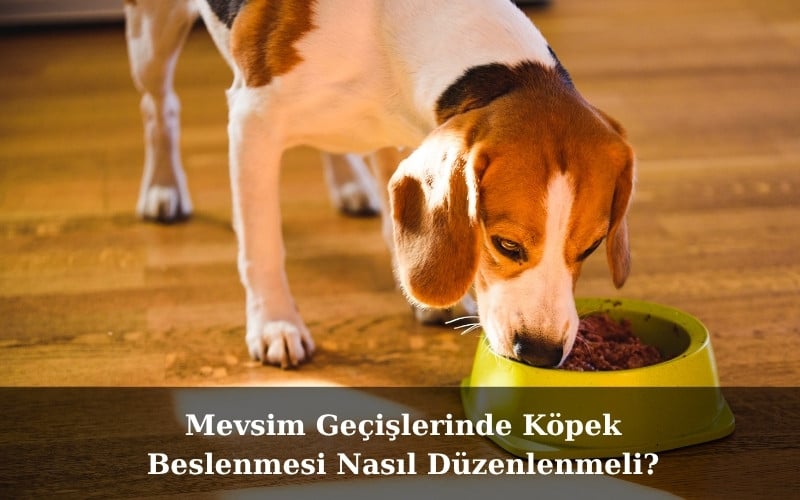canivo pets, canivo, pet shop, köpek maması, vitaminli köpek maması, mineralli köpek maması, köpeklerde vitamin dengesi, köpeklerde mineral dengesi, köpek beslenme ipuçları, büyük ırklar için köpek maması, çoban köpeği köpek maması, sağlıklı köpek maması önerileri, kaliteli köpek maması markaları, dengeli köpek maması seçimi, köpek beslenme rehberi