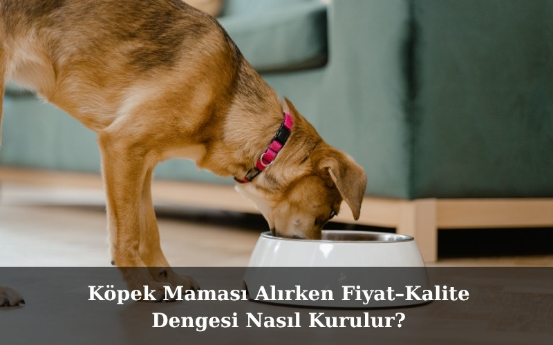canivo pets, canivo, pet shop, köpek maması, fiyat performans köpek maması, kaliteli köpek maması, ekonomik köpek maması, köpek maması fiyat kalite dengesi, köpek beslenme ipuçları, büyük ırklar için köpek maması, çoban köpeği köpek maması, köpek maması seçimi, uygun fiyatlı köpek maması, porsiyon başına maliyet, kaliteli mama önerileri