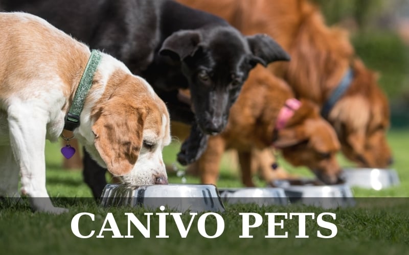 Köpeklerde Eklem Sağlığı İçin Hangi Mamalar Tercih Edilmeli?