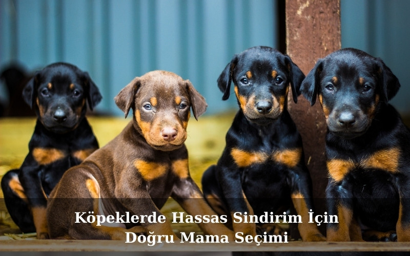 Köpeklerde Hassas Sindirim İçin Doğru Mama Seçimi