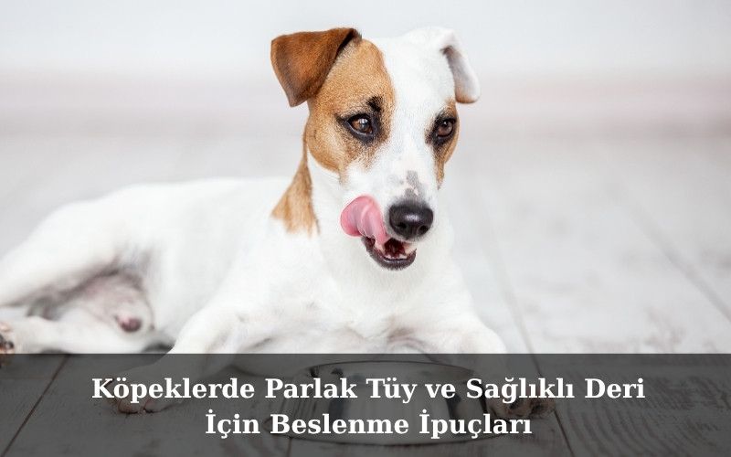 canivo pets, canivo, pet shop, köpek maması, tüy sağlığı köpek maması, parlak tüyler için köpek maması, deri sağlığı köpek maması, omega 3 köpek maması, omega 6 köpek maması, çinko ve biyotinli köpek maması, büyük ırklar için köpek maması, çoban köpeği köpek maması, köpek beslenme ipuçları, kaliteli köpek maması markaları, sağlıklı köpek maması önerileri