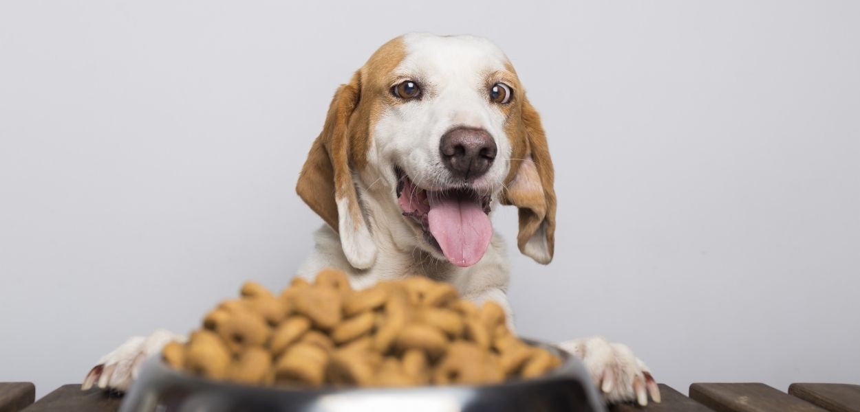 kuru-kopek-mamasi-beslenme-rehberi