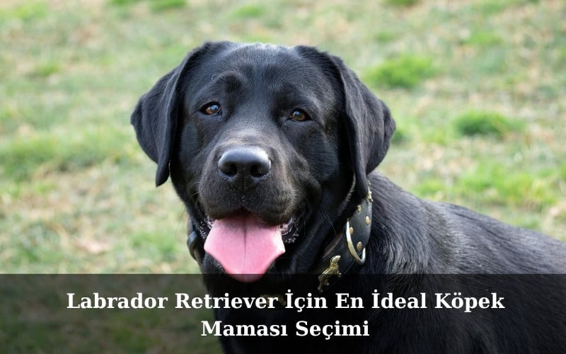 canivo pets, canivo, pet shop, köpek maması, labrador retriever köpek maması, yavru labrador köpek maması, yetişkin labrador köpek maması, büyük ırklar için köpek maması, çoban köpeği köpek maması, labrador mama önerisi, labrador günlük mama miktarı, labrador kilo kontrolü, labrador tüy sağlığı, sağlıklı köpek maması önerileri, kaliteli köpek maması markaları