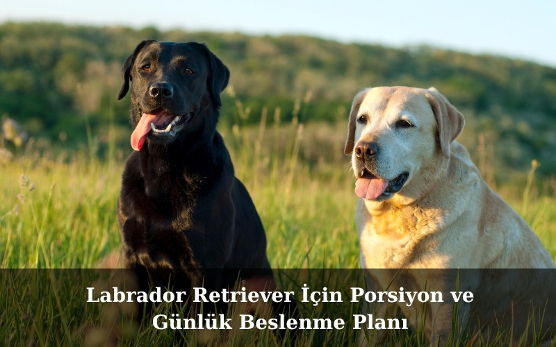 Labrador Retriever İçin Porsiyon ve Günlük Beslenme Planı