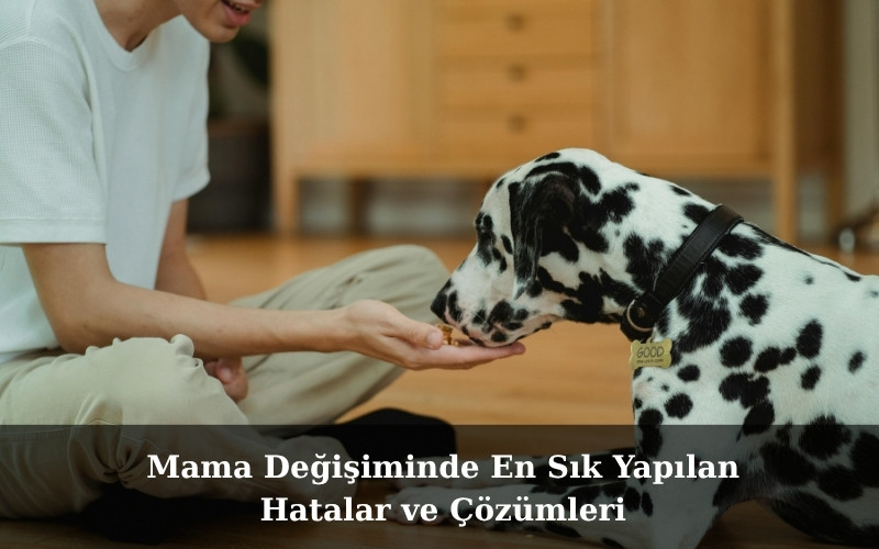 canivo pets, canivo, pet shop, köpek maması, mama değişimi, köpeklerde mama geçişi, mama değişim hataları, mama geçiş rehberi, sindirimi kolay köpek maması, büyük ırklar için köpek maması, çoban köpeği köpek maması, köpek beslenme ipuçları, kaliteli köpek maması markaları, köpek maması seçimi, mama değişiminde dikkat edilecekler