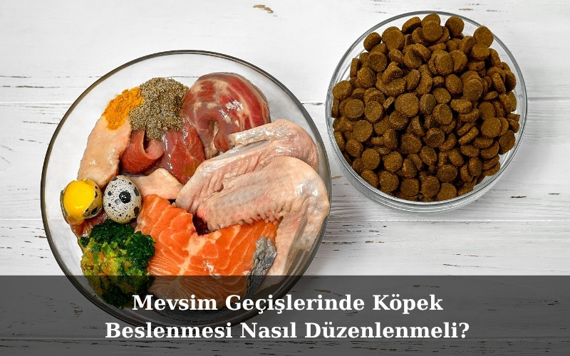 canivo pets, canivo, pet shop, köpek maması, mevsim geçişlerinde köpek beslenmesi, yaz aylarında köpek maması, kış aylarında köpek maması, baharda köpek beslenmesi, sonbaharda köpek maması, mevsimsel tüy dökülmesi köpekler, omega 3 köpek maması, omega 6 köpek maması, büyük ırklar için köpek maması, çoban köpeği köpek maması, köpek beslenme ipuçları, sağlıklı köpek maması önerileri