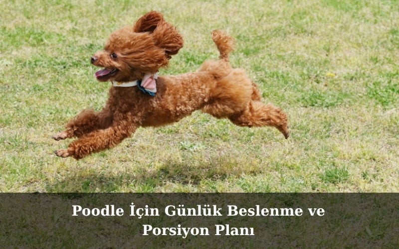 Poodle İçin Günlük Beslenme ve Porsiyon Planı