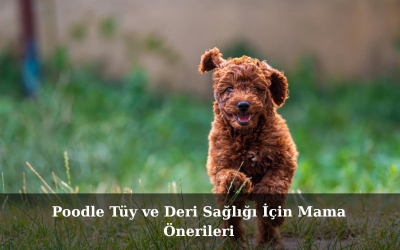 Poodle Tüy ve Deri Sağlığı İçin Mama Önerileri