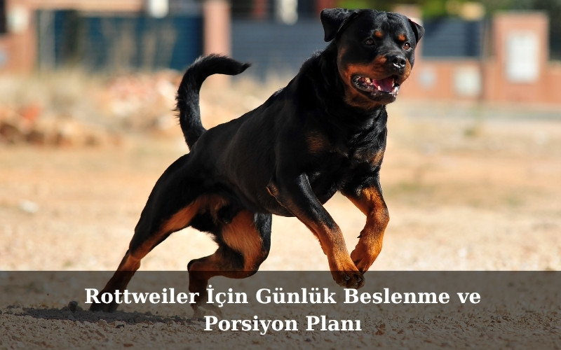 Rottweiler İçin Günlük Beslenme ve Porsiyon Planı