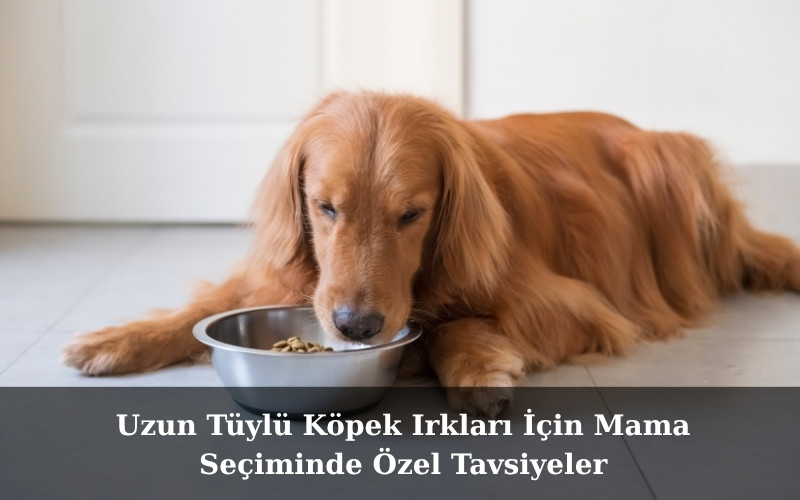 canivo pets, canivo, pet shop, köpek maması, uzun tüylü köpekler için mama, tüy sağlığı köpek maması, omega 3 köpek maması, omega 6 köpek maması, çinko ve biyotinli köpek maması, büyük ırklar için köpek maması, çoban köpeği köpek maması, kaliteli köpek maması markaları, köpek beslenme ipuçları, tüy dökülmesini azaltan köpek maması, sağlıklı tüyler için mama önerileri