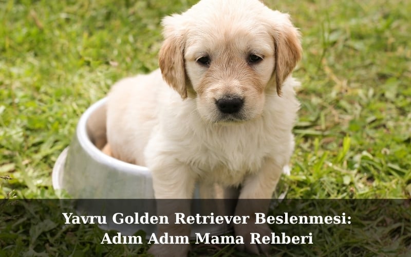 Yavru Golden Retriever Beslenmesi: Adım Adım Mama Rehberi