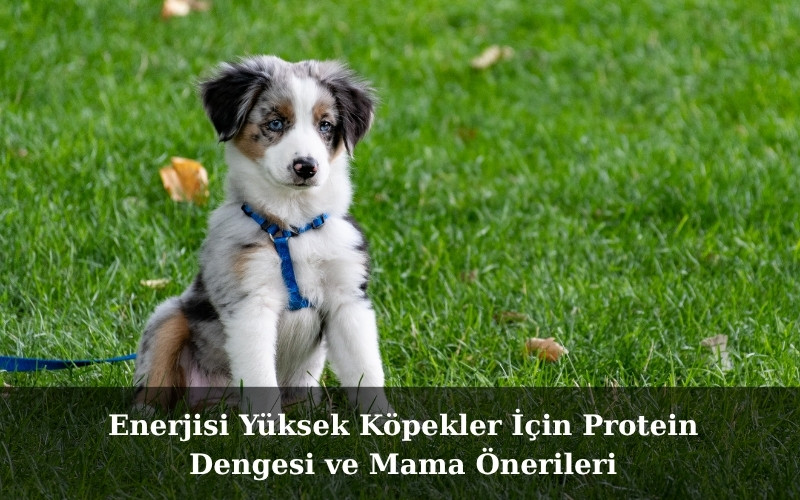 Yavru Köpeklerden Yetişkinliğe Geçişte Mama Değişimi Adımları