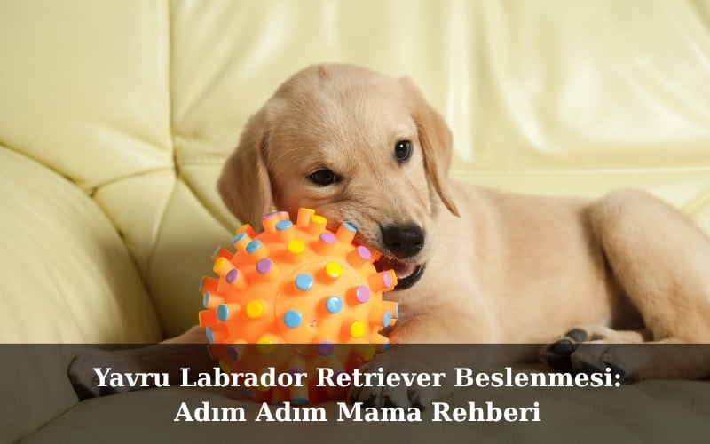 canivo pets, canivo, pet shop, köpek maması, yavru labrador köpek maması, labrador puppy mama, labrador yavru beslenme rehberi, labrador köpek maması, labrador mama önerisi, büyük ırklar için köpek maması, çoban köpeği köpek maması, yavru köpek beslenme planı, yavru köpek porsiyon önerisi, yavru köpek mama geçişi, kaliteli köpek maması markaları, sağlıklı yavru köpek maması, köpek beslenme ipuçları