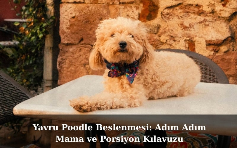 Yavru Poodle Beslenmesi: Adım Adım Mama ve Porsiyon Kılavuzu