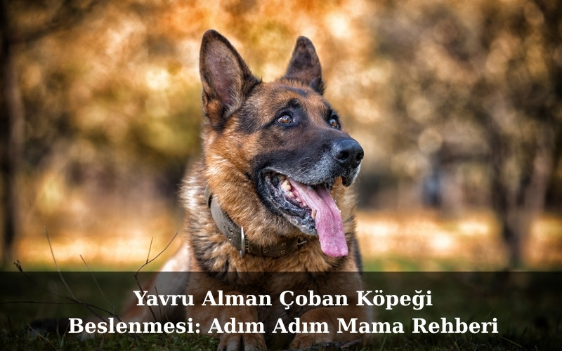 Yetişkin Alman Çoban Köpeklerinde Kilo ve Enerji Dengesi İçin Doğru Mama Seçimi