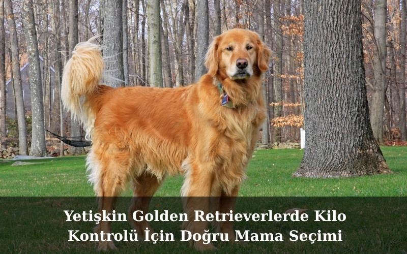 Yetişkin Golden Retrieverlerde Kilo Kontrolü İçin Doğru Mama Seçimi