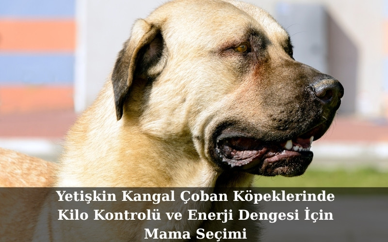 Yetişkin Kangal Çoban Köpeklerinde Kilo Kontrolü ve Enerji Dengesi İçin Mama Seçimi
