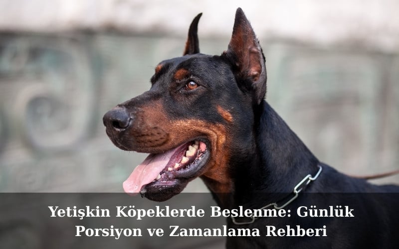 Yetişkin Köpeklerde Beslenme: Günlük Porsiyon ve Zamanlama Rehberi