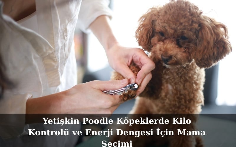 Yetişkin Poodle Köpeklerde Kilo Kontrolü ve Enerji Dengesi İçin Mama Seçimi