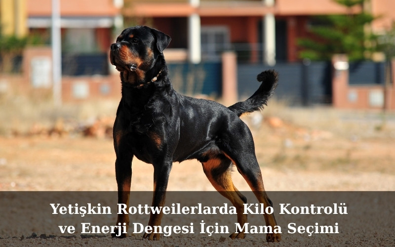 Yetişkin Rottweilerlarda Kilo Kontrolü ve Enerji Dengesi İçin Mama Seçimi