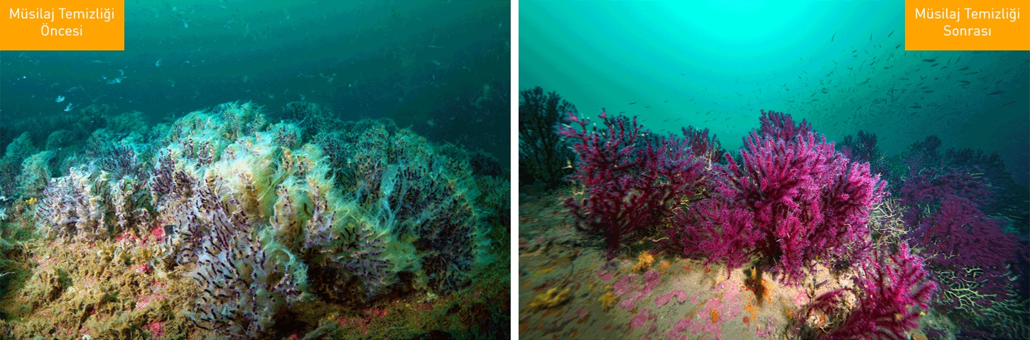 Deniz Canlılarını Koru