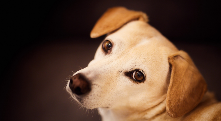 Köpekler Kaç Sene Yaşar?