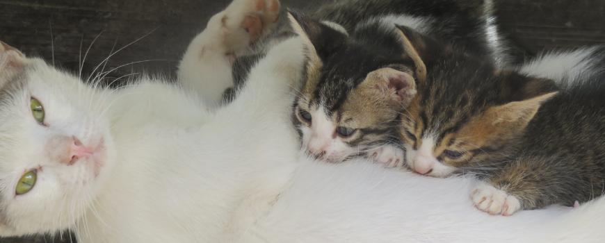 Emziren Kedi NAsıl Beslenir?