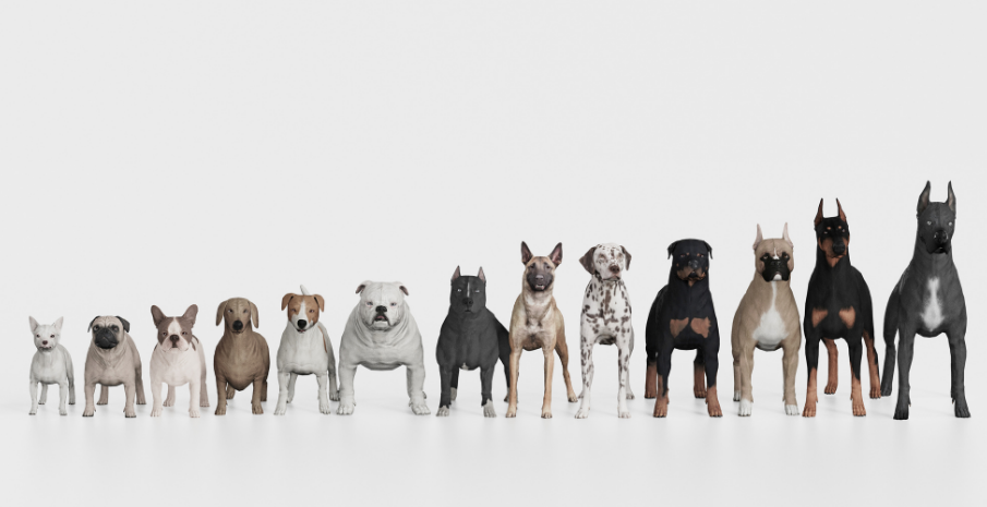 En Sevilen Köpek Türleri
