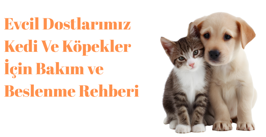 Evcil Dostlarınız İçin Bakım Rehberi
