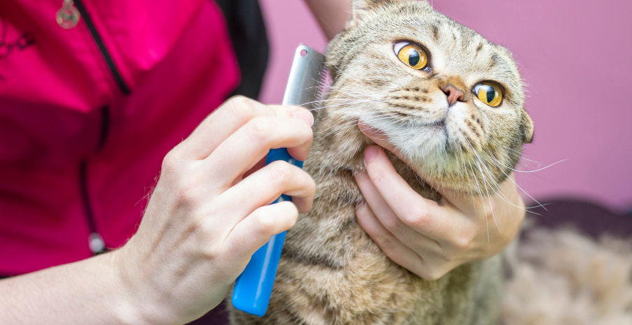 Kedi Bakımı ve Temizliği