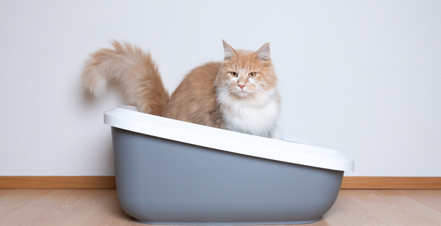 Kedi Kum Değişim Zamanı ve Kum Kabı Seçimi
