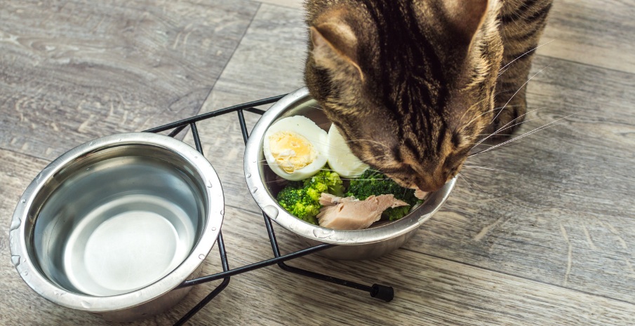 Kedi Mama ve Su Kabı Nasıl Olmalı