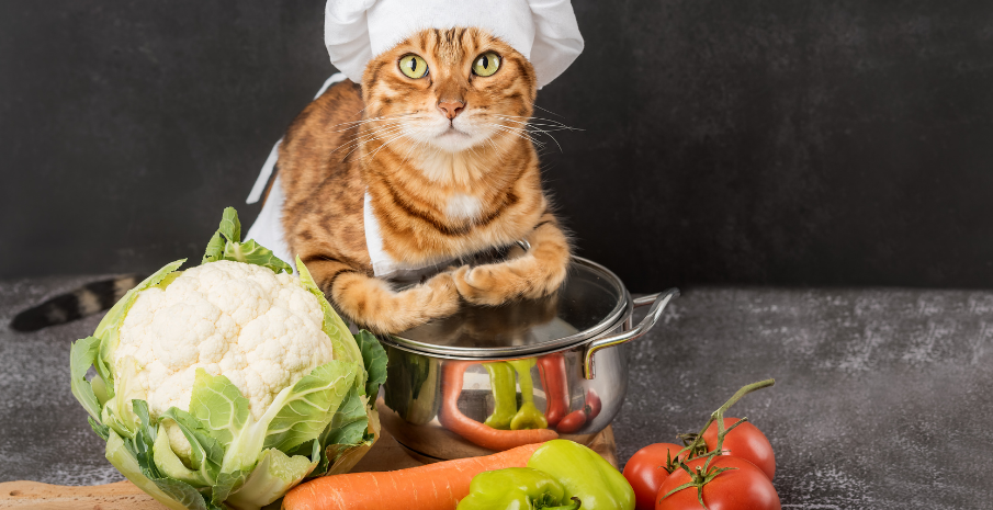 Kedi Mama Seçimi