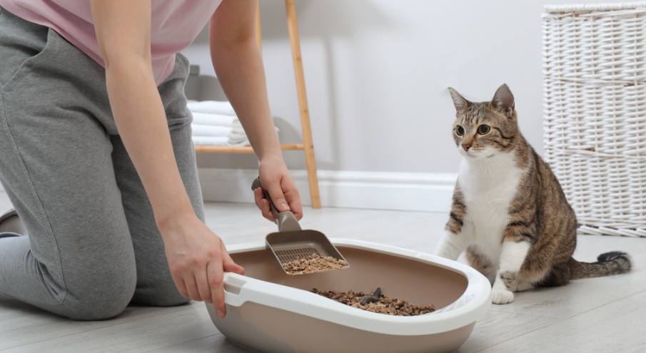 Kedi Tuvaleti Nerede Olmalıdır?