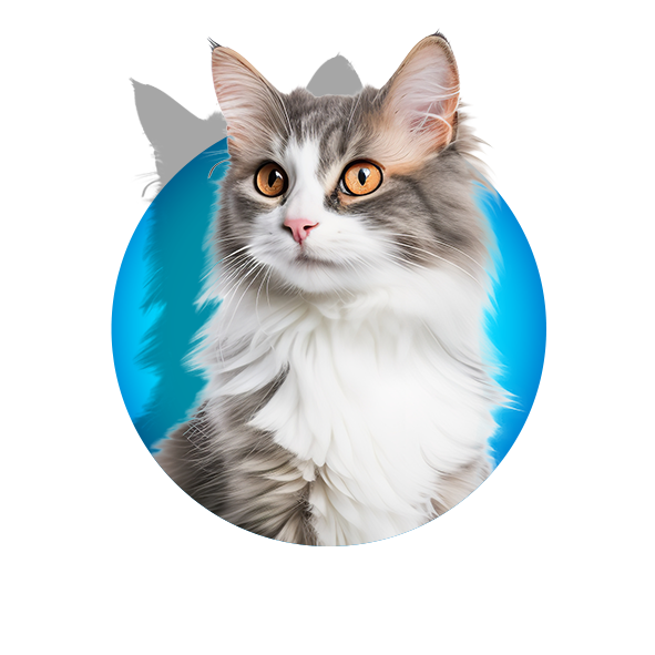 Kedi