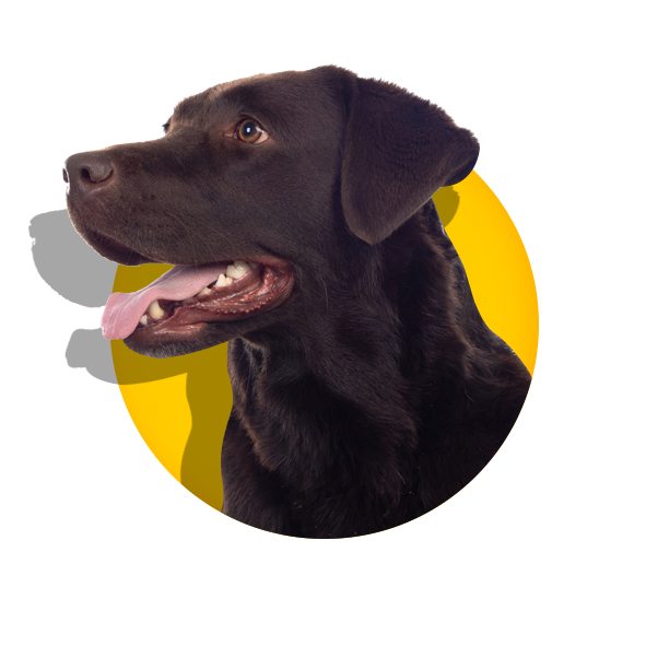 Köpek
