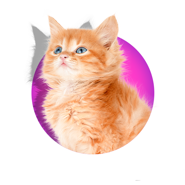 Yavru Kedi