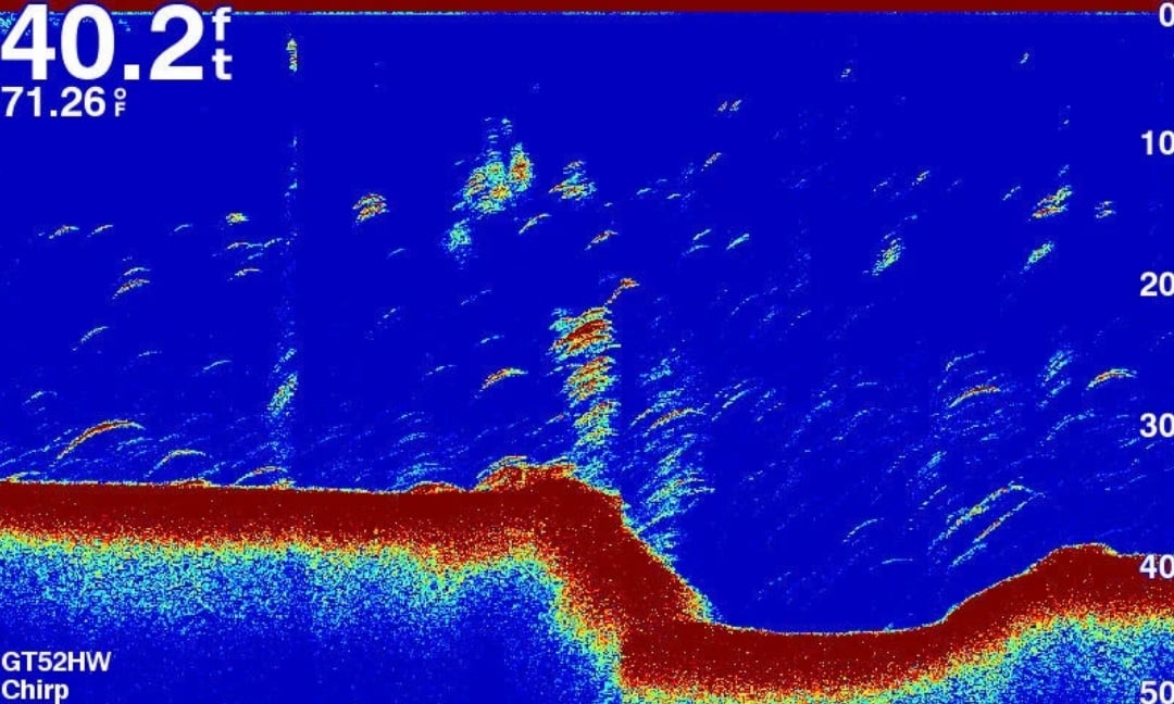 Balık Bulucu Cihazlar Balıkları Nasıl Gösterir?