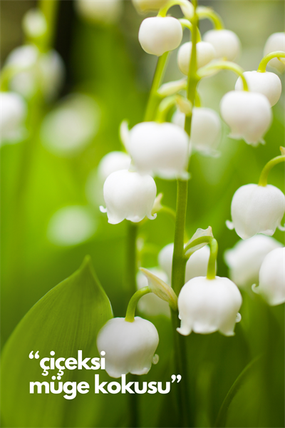Natures Scents Lilly Of The Valley - Müge Çiçeği Oda Kokusu Yedek Makine Spreyi 250 ml